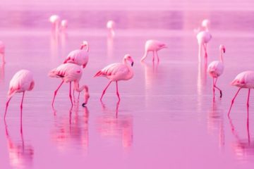 el color rosa de los flamencos
